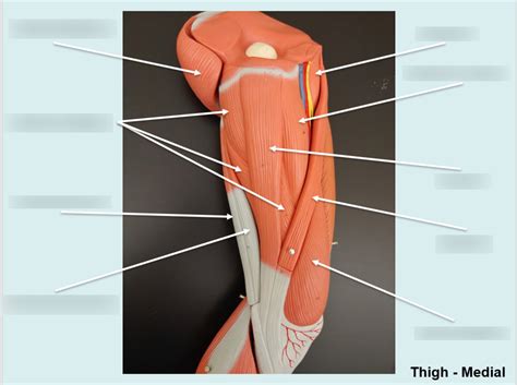 Thigh Medial Diagram Quizlet