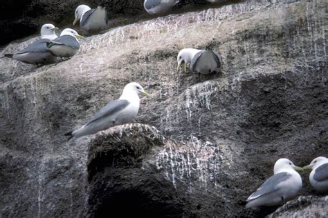 Free picture: black, legged, kittiwakes, birds, nesting