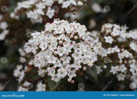 Viburnum, Scientific Name Viburnum Carlesii, a Shrub with White Flowers ...