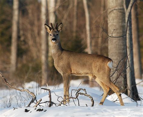 Косуля (много фото) - treepics.ru