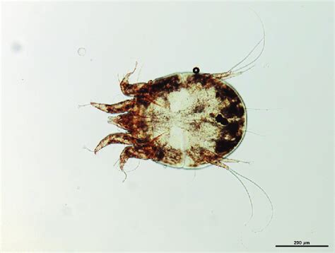Psoroptes Cuniculi