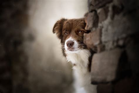 Dog Animals Bricks Blurred Brown Hd Wallpaper