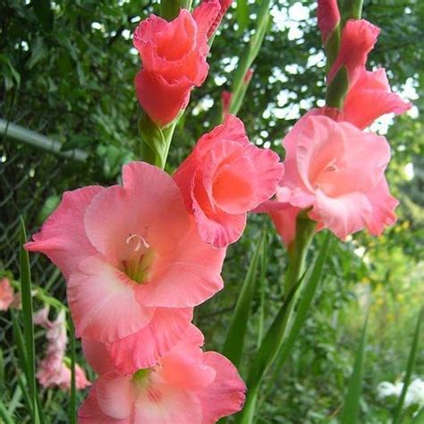 Gladiole Spic And Span Pachet 10 Bulbi Garden Plant