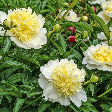 10 Rare Seeds Peony Secret Gold Seeds B007 Buy 3 Etsy