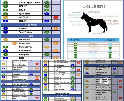 Ao Scan Pet Scan Revolutionizing Petcare Ao Scan Global