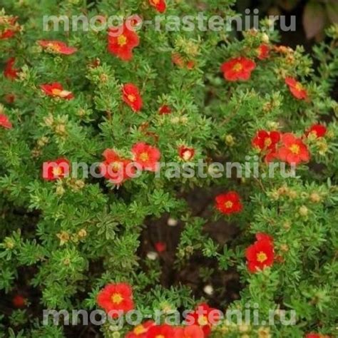 Саженцы Лапчатка кустарниковая Ред Айс купить по цене 1350 руб. в ...