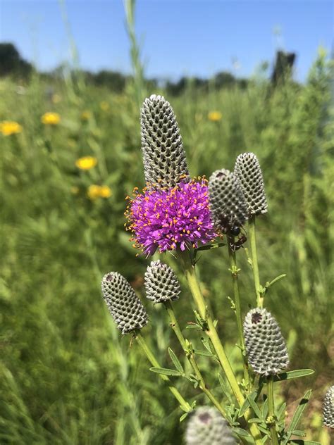 Wisconsin Wildflower Purple Prairie Clover Dalea Purpurea