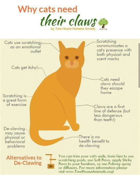 Declawing Not Pet Info Alley