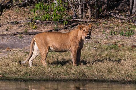 A Lioness Panthera Leo On The Bank Of License Image