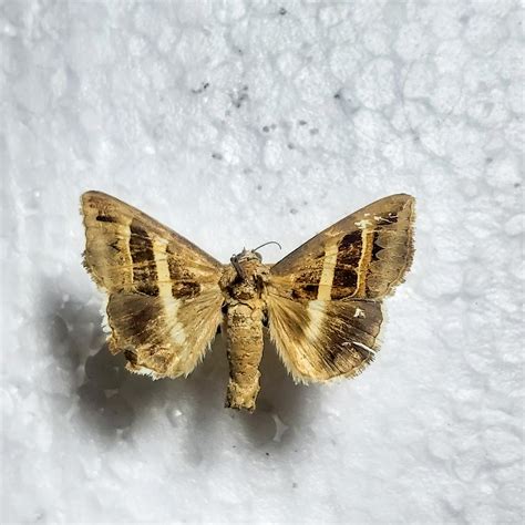 Purana Aubina