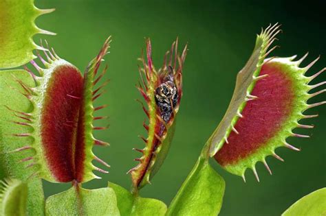 Venus Fly Trap Dionaea Muscipula All You Need To Know