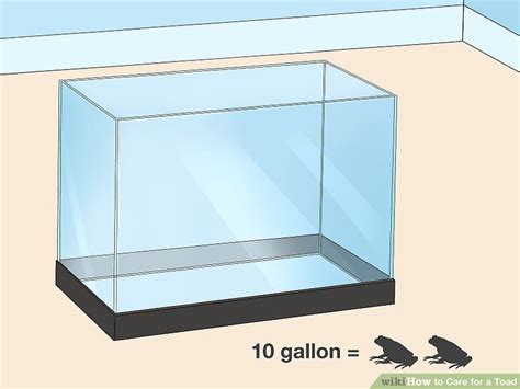 How To Care For A Toad With Pictures Wikihow