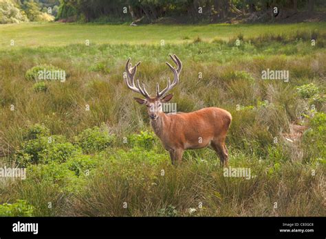 Stag In Parkland Hi Res Stock Photography And Images Alamy