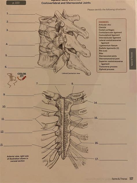 P Costovertebral And Sternocostal Joints Pg Diagram Quizlet