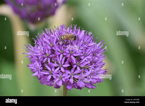 Denver Botanic Gardens Stock Photo Alamy