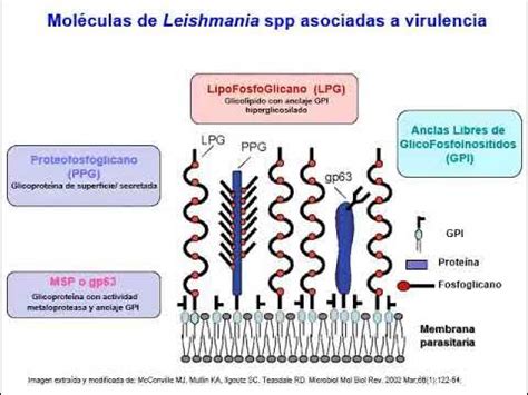 8 2 Kinetoplastida - YouTube