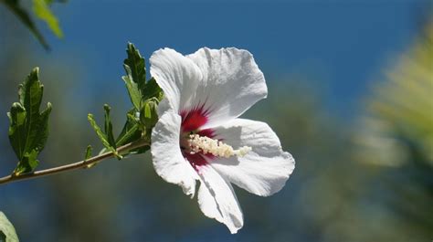 Free Images Nature Branch Blossom White Flower Petal Bloom