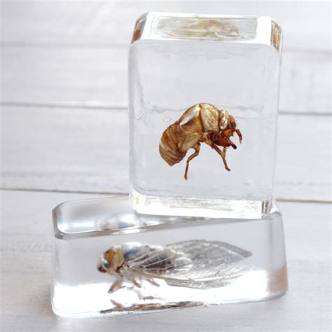 Insects Cast In EasyCast Clear Casting Epoxy Resin Crafts