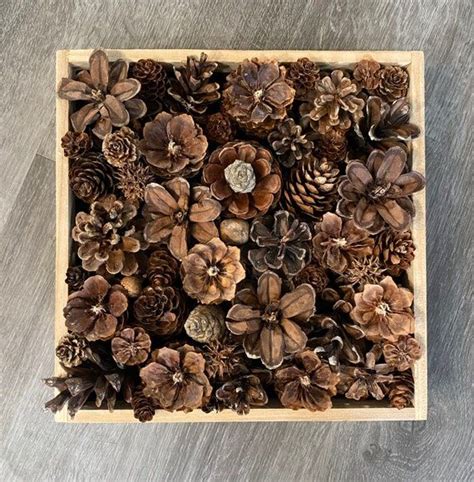 Real Pine Cone Shadow Box Wall Decor Square Rectangle Hexagon Shapes