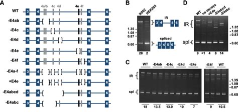 Intron Retention Assays In Minigene Splicing Reporters A Structure