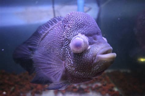 Close Up Of A Flowerhorn Fish Infected With Pop Eye Disease Stock Image