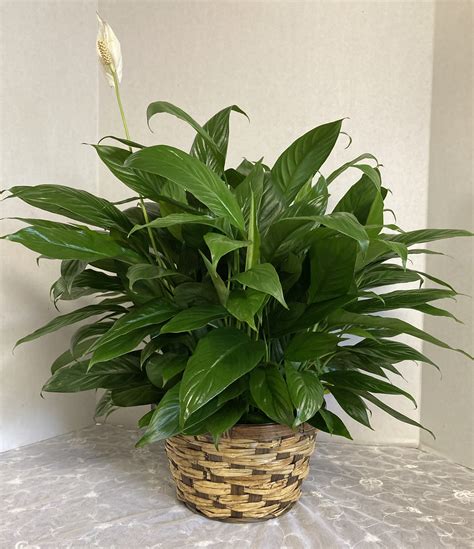 Peace Lily By Candlelight And Roses In Billerica Ma Candlelight And Roses