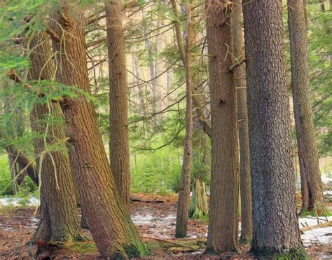 Free Images Tree Nature Wilderness Snow Winter Boardwalk Hiking