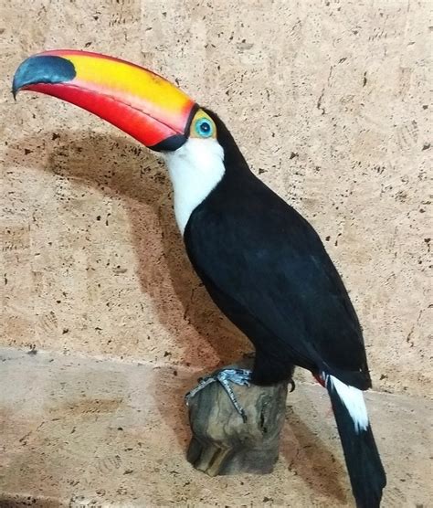 Toco Toucan Aka Giant Toucan New Mount Ramphastos Toco Catawiki