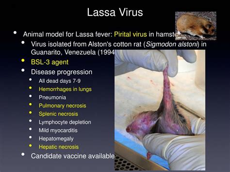 Ppt Rodent Borne Viral Diseases Powerpoint Presentation Free