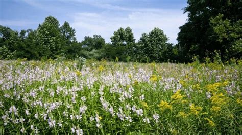 Pure Air Natives Missouri Wildflower And Grass Seed Stl