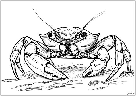 Crabe très réaliste - Coloriages de Crabes à imprimer