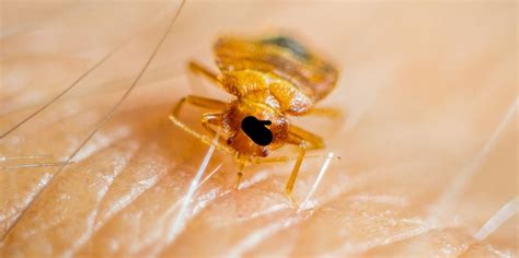 Bed Bugs Have Taken Over Paris: Here’s How To Prevent Them From Getting Into Your Home