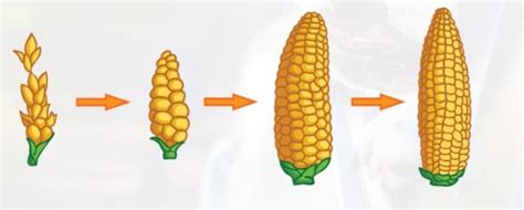 What Is Selective Breeding Answered Twinkl Teaching Wiki