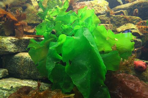 Peces Y Plantas Ornamentales Ulva Lactuca Lechuga De Mar