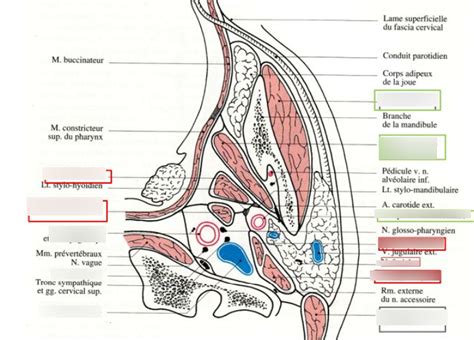 Diagramme De Glandes Salivaires Quizlet