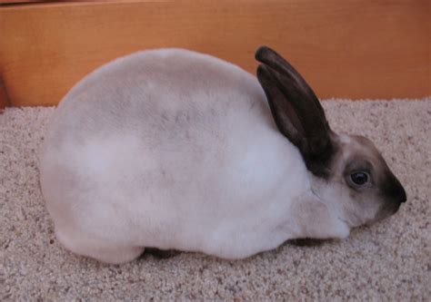 Wildriver S Shaded Mini Rex Color Guide