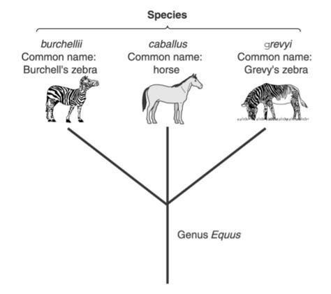 Zebra Classification Chart A Visual Reference Of Charts Chart Master