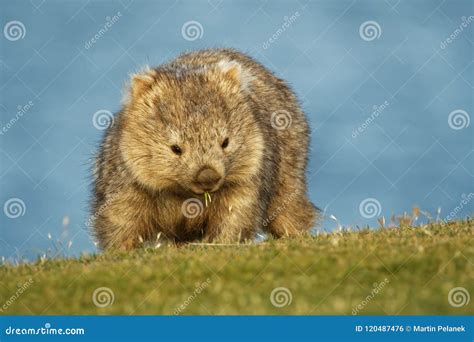 Fat Wombat Stock Image 212383