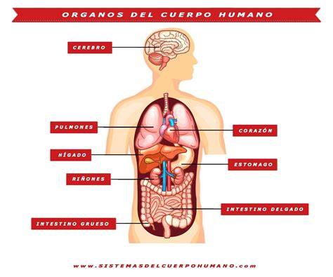 Lista 91 Imagen Esquema De Los órganos Del Cuerpo Humano Alta