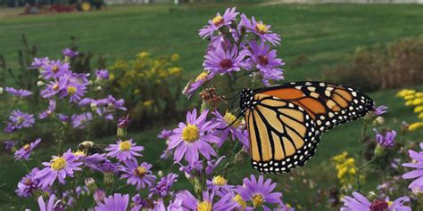 Cornell Cooperative Extension Geneva Grows Native