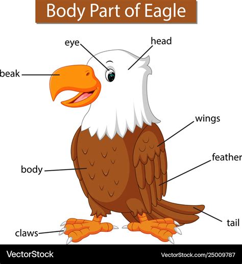 eagle anatomy diagram royalty  vector vectorstock
