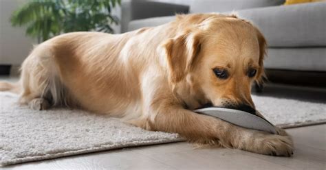 Why Is My Dog Eating Carpet 6 Possible Reasons