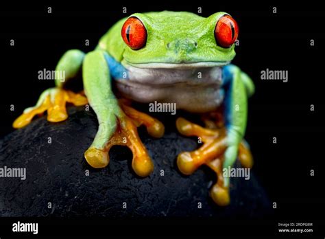 Red Eyed Tree Frog Agalychnis Callidryas Stock Photo Alamy