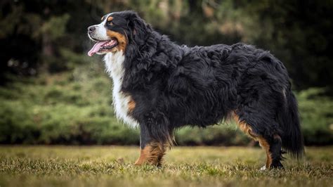 18 Of The World's Biggest Dog Breeds — Large Dogs | atelier-yuwa.ciao.jp