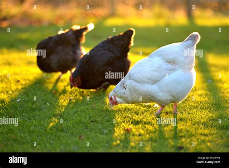 Chickens In A Back Garden With Golden Sunlight Stock Photo Alamy