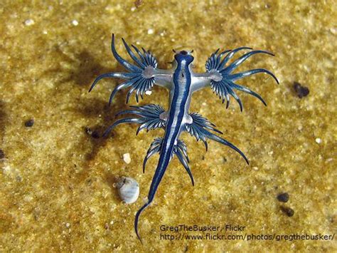 What You Don't Know About Nudibranch Sea Slugs