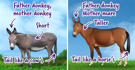 How to Tell a Donkey, Mule, and Hinny Apart / 5-Minute Crafts