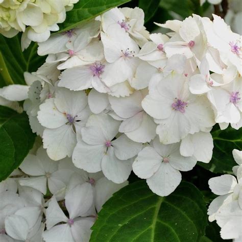 Hortensia Alba Hydrangea Macr Mme E Mouillere