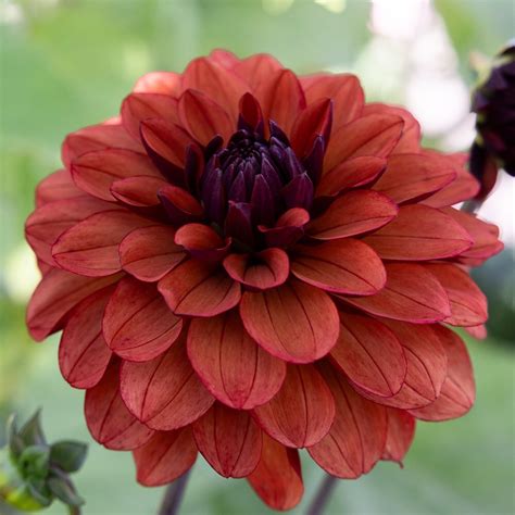 Buy Decorative Dahlia Dahlia Misses Miley Delivery By Waitrose Garden