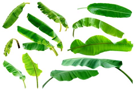 Banana Leaves Pngs For Free Download